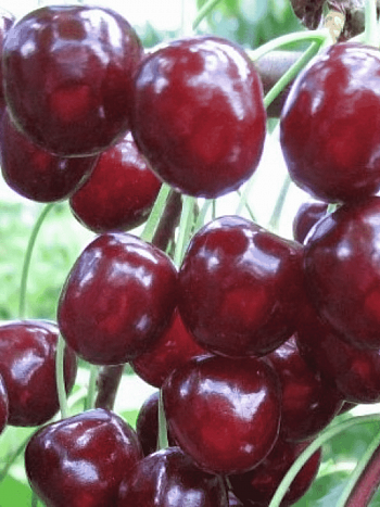 Черешня Оленька