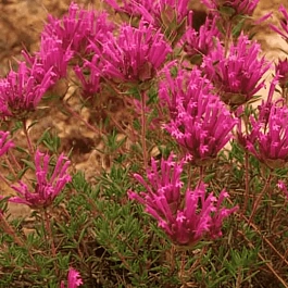 Тимьян длинноцветковый