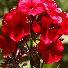 Флокс метельчатый Adessa Red