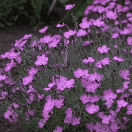 Гвоздика гратианополитанская Eydangeri