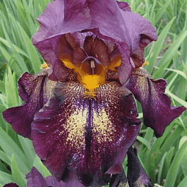 Ирис германский Attention Please