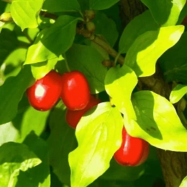 Кизил Плодовый (Дерен мужской)