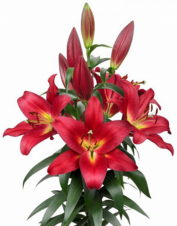 Лилия ОТ-гибрид Тачстоун