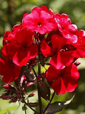 Флокс метельчатый Adessa Red