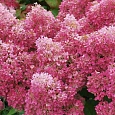 Гортензия метельчатая Petite Flori