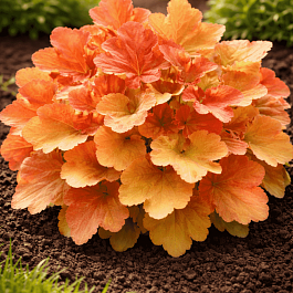 Гейхера Mega Caramel