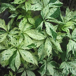 Виноград пятилисточковый Стар Шоуер