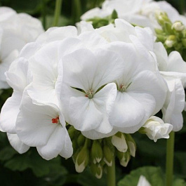 Пеларгония зональная Апаче Вайт Пеларгония зональная Апаче Вайт