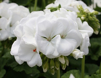 Пеларгония зональная Апаче Вайт