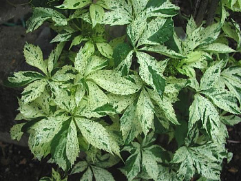 Виноград пятилисточковый Стар Шоуер