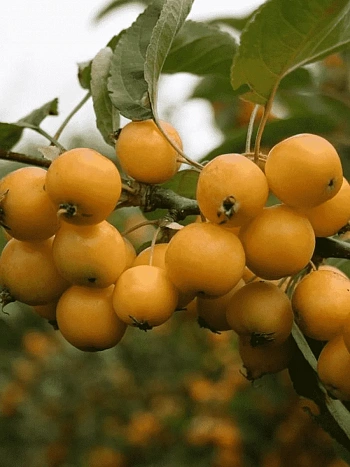 Яблоня Китайка золотая ранняя