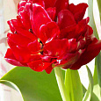 Тюльпан Махровый Emblazon
