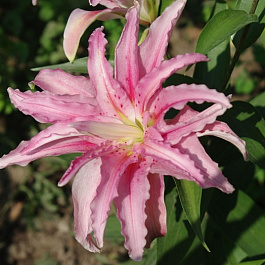 Лилия восточная махровая Дабл Давид