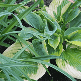 Хоста Summer in Georgia