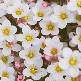 Камнеломка Арендса Ice Colours Pearl White