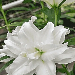 Лилия Roselily Petronella