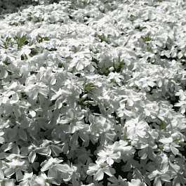 Флокс шиловидный Fabulous White