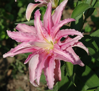 Лилия восточная махровая Дабл Давид