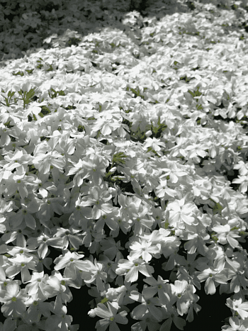 Флокс шиловидный Fabulous White