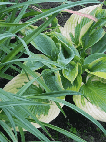 Хоста Summer in Georgia