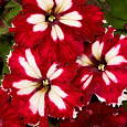 Петуния грандифлора Кан кан вишневая Петуния грандифлора Кан кан вишневая