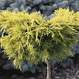 Можжевельник китайский Kuriwao Gold на штамбе 40-60