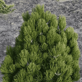 Сосна Гельдрейха Compact Gem