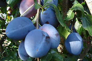 Слива Топ Гигант