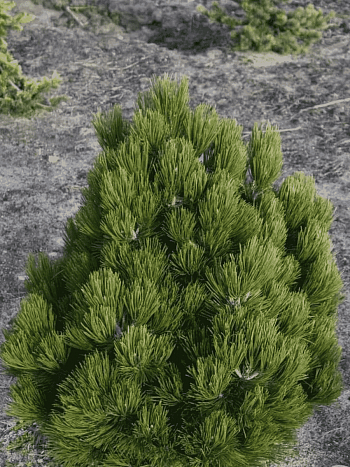 Сосна Гельдрейха Compact Gem