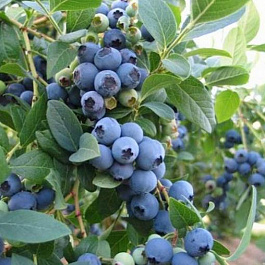 Голубика высокорослая Элиот