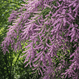 Тамарикс ветвистый