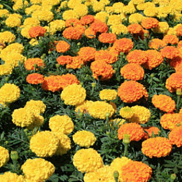 Бархатцы прямостоячие Антигуа Микс