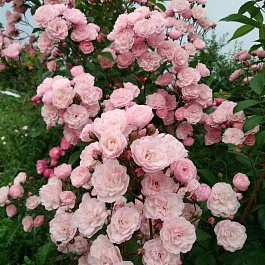 Роза мускусные гибриды Хэвенли Пинк