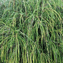 Туя западная Whipcord