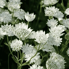 Астранция большая Alba