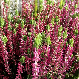 Вереск обыкновенный Pink Bettina