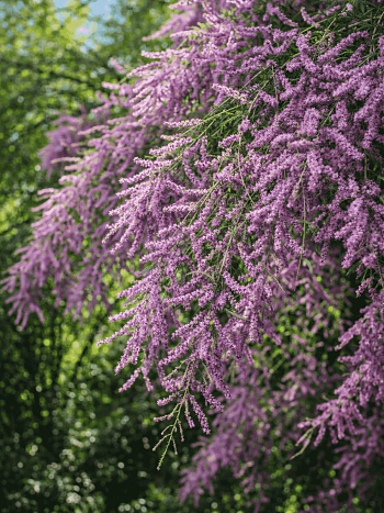 Тамарикс ветвистый