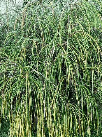 Туя западная Whipcord