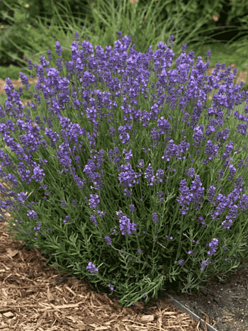 Лаванда узколистная Hidcote