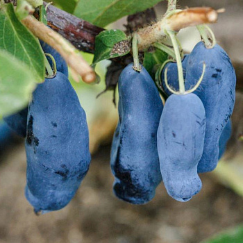 Жимолость съедобная Уссульга