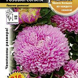 Астра Русский размер Розовая соната