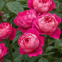 Роза Английская кустовая  Benjamin Britten