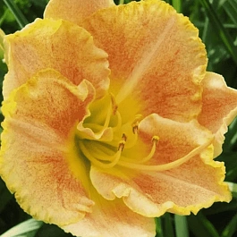 Лилейник Longfields Marmalade