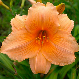 Лилейник гибридный Бали Хай