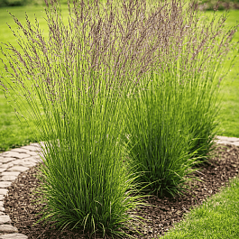 Молиния голубая Heidebraut