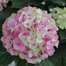 Гортензия крупнолистовая Рембрандт Ван Рийн