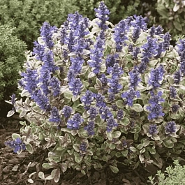 Живучка ползучая Princess Nadia