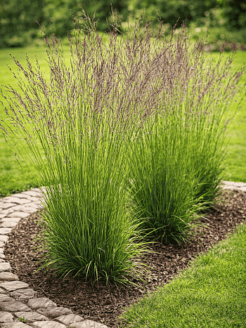 Молиния голубая Heidebraut