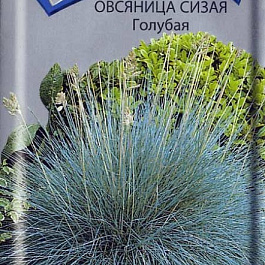 Овсяница сизая Голубая