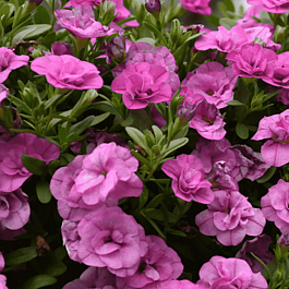 Калибрахоа махровая M.F. Uno Double Pink